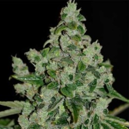 Ultra Sour Feminizada de T.H. Seeds