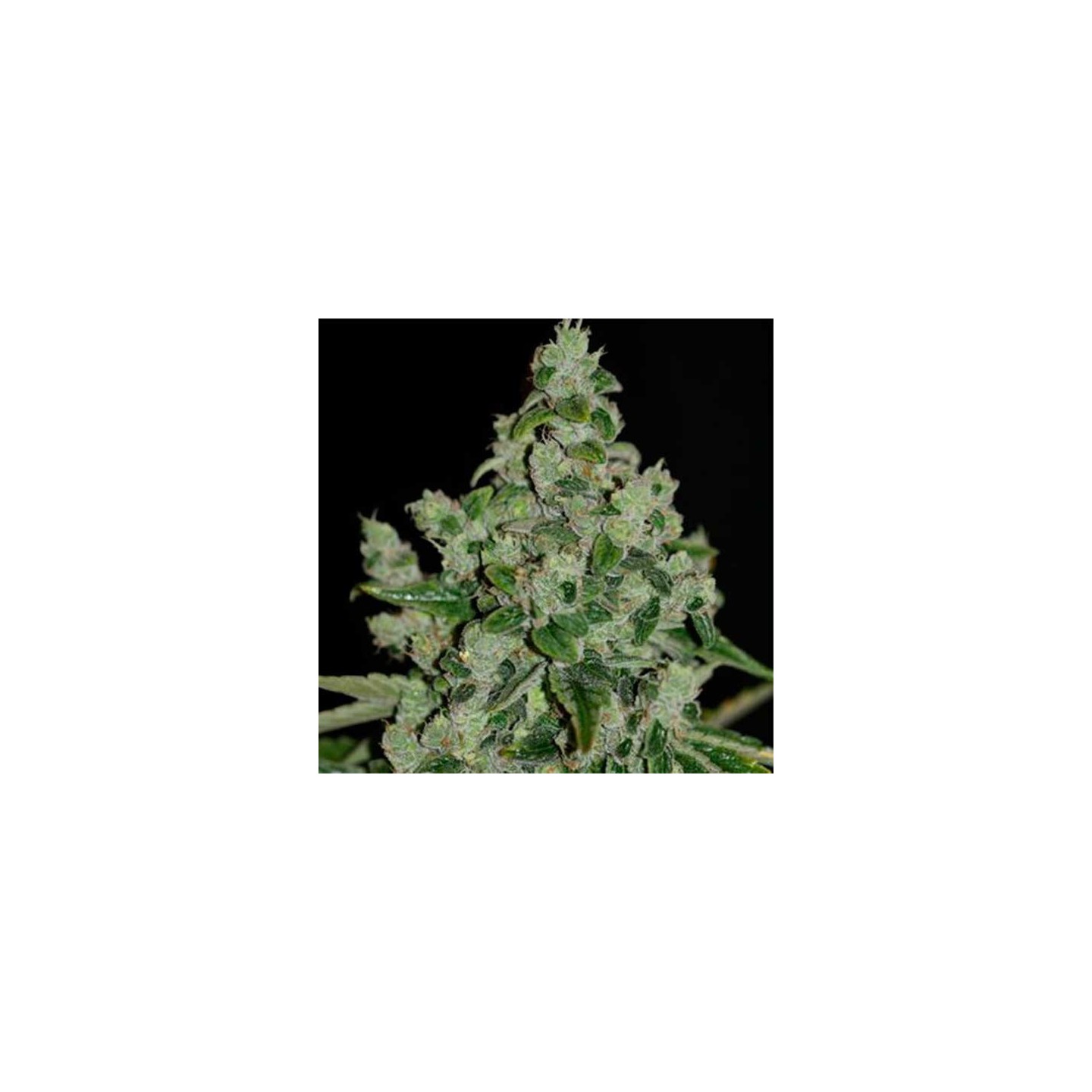Ultra Sour Feminizada de T.H. Seeds