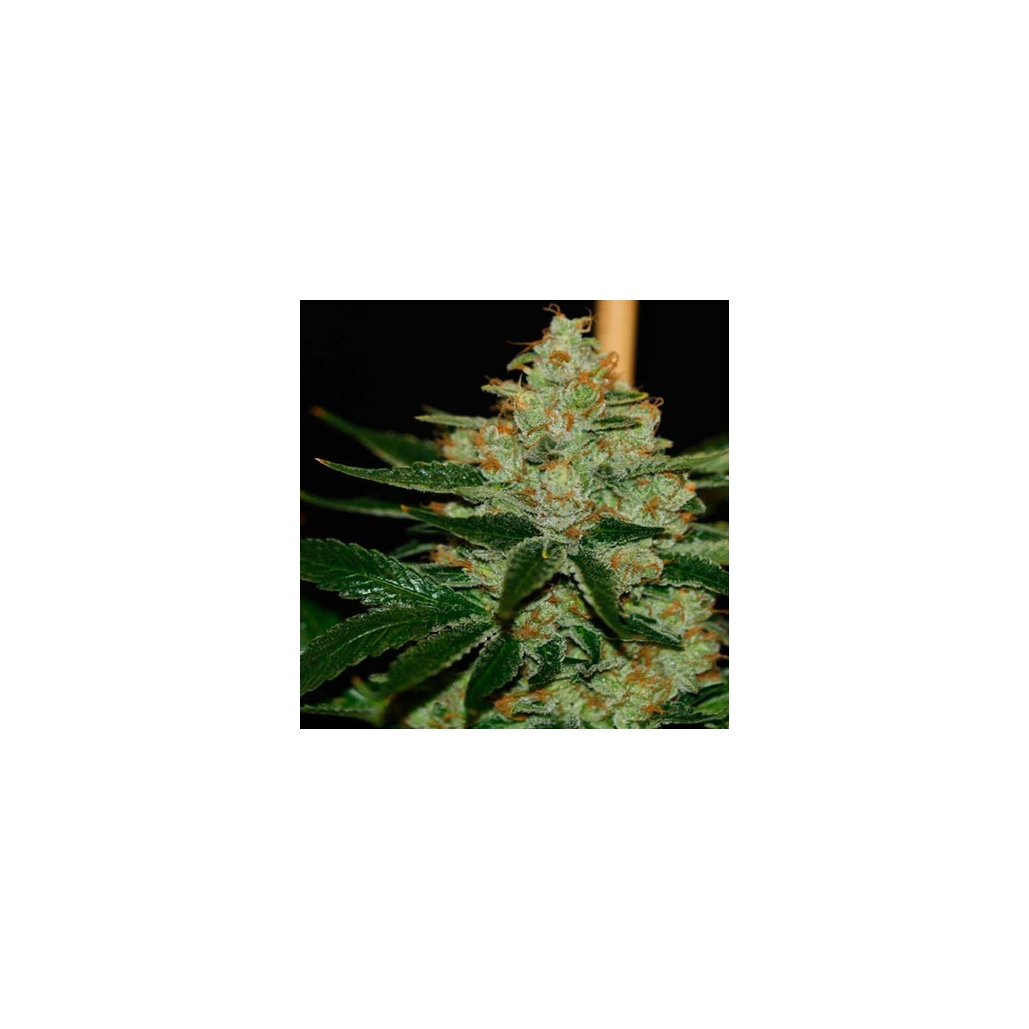 Underdawg Og Feminizada de T.H. Seeds