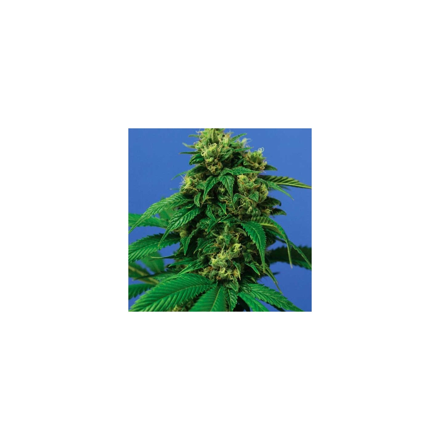 Wreckage Feminizada de T.H. Seeds