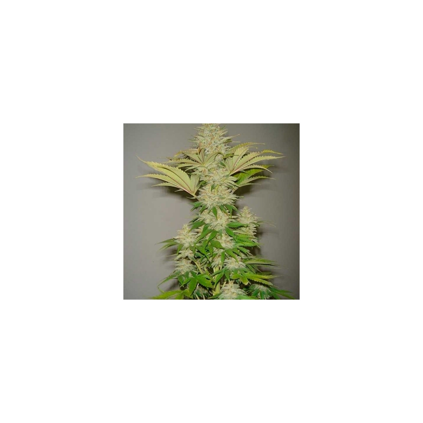 Bubblicious Feminizada de Resin Seeds