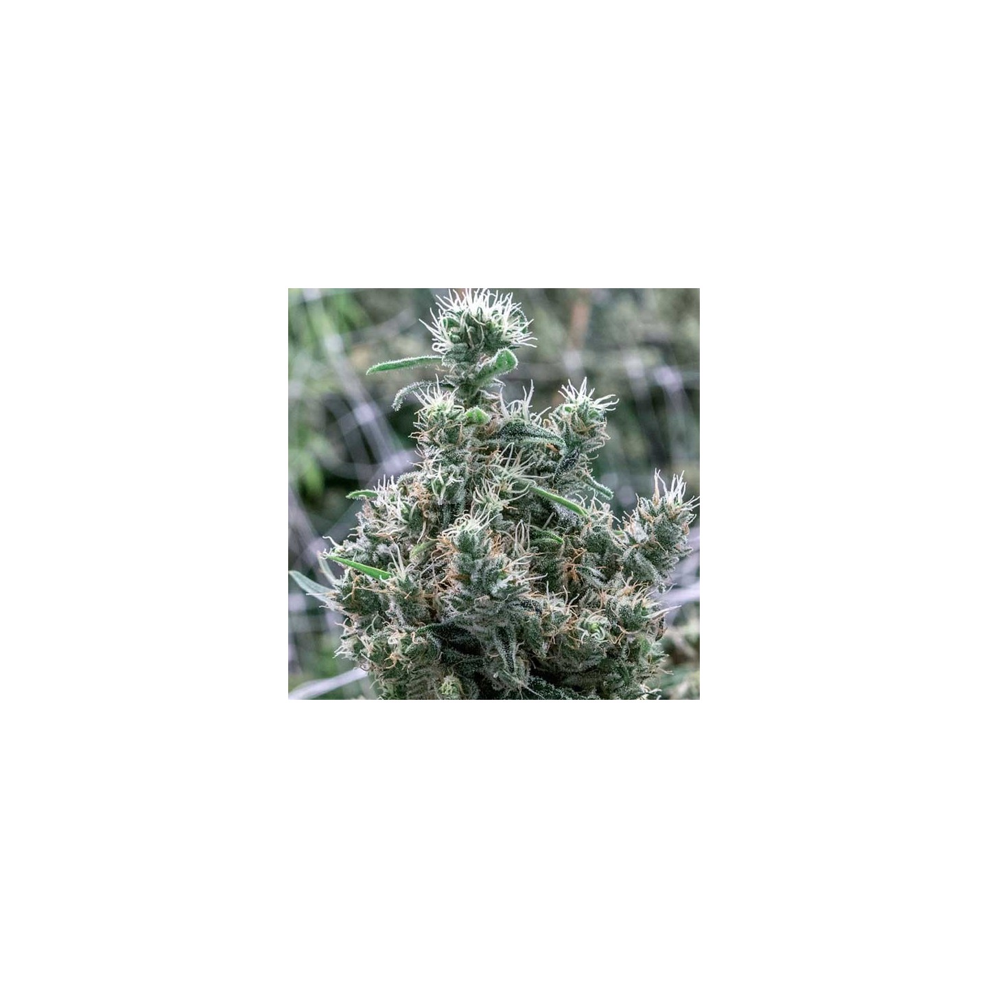 Cannatonic Feminizada de Resin Seeds