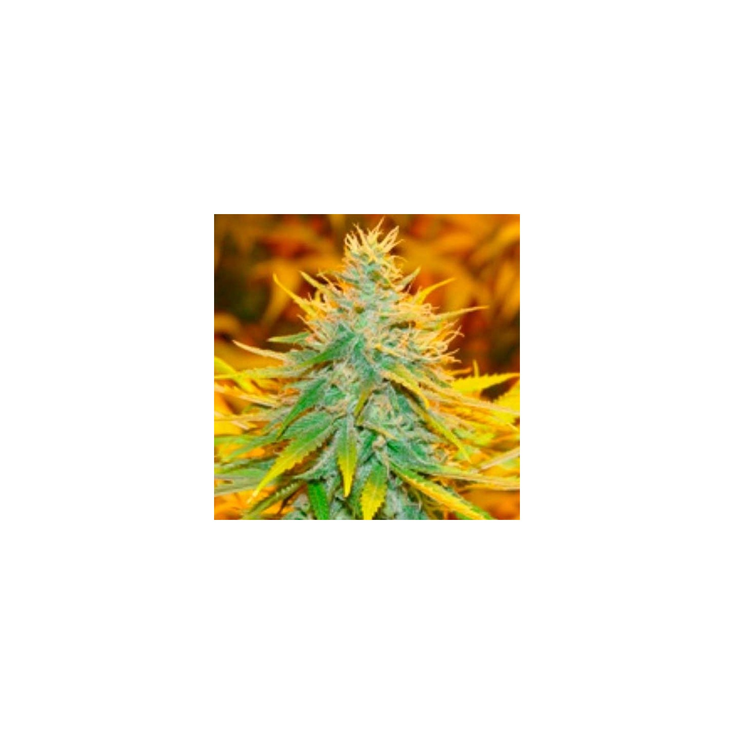 Critical Haze Feminizada de Resin Seeds