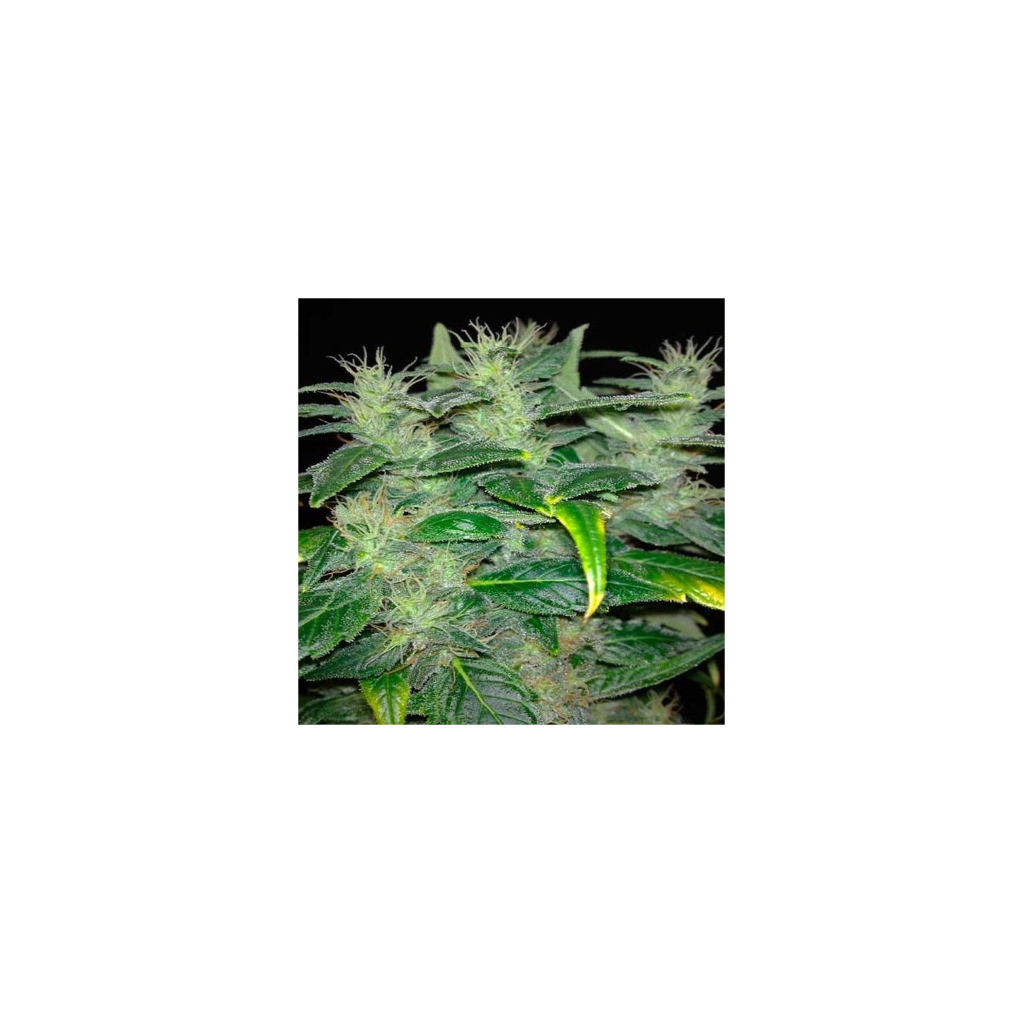 Dieseltonic Feminizada de Resin Seeds