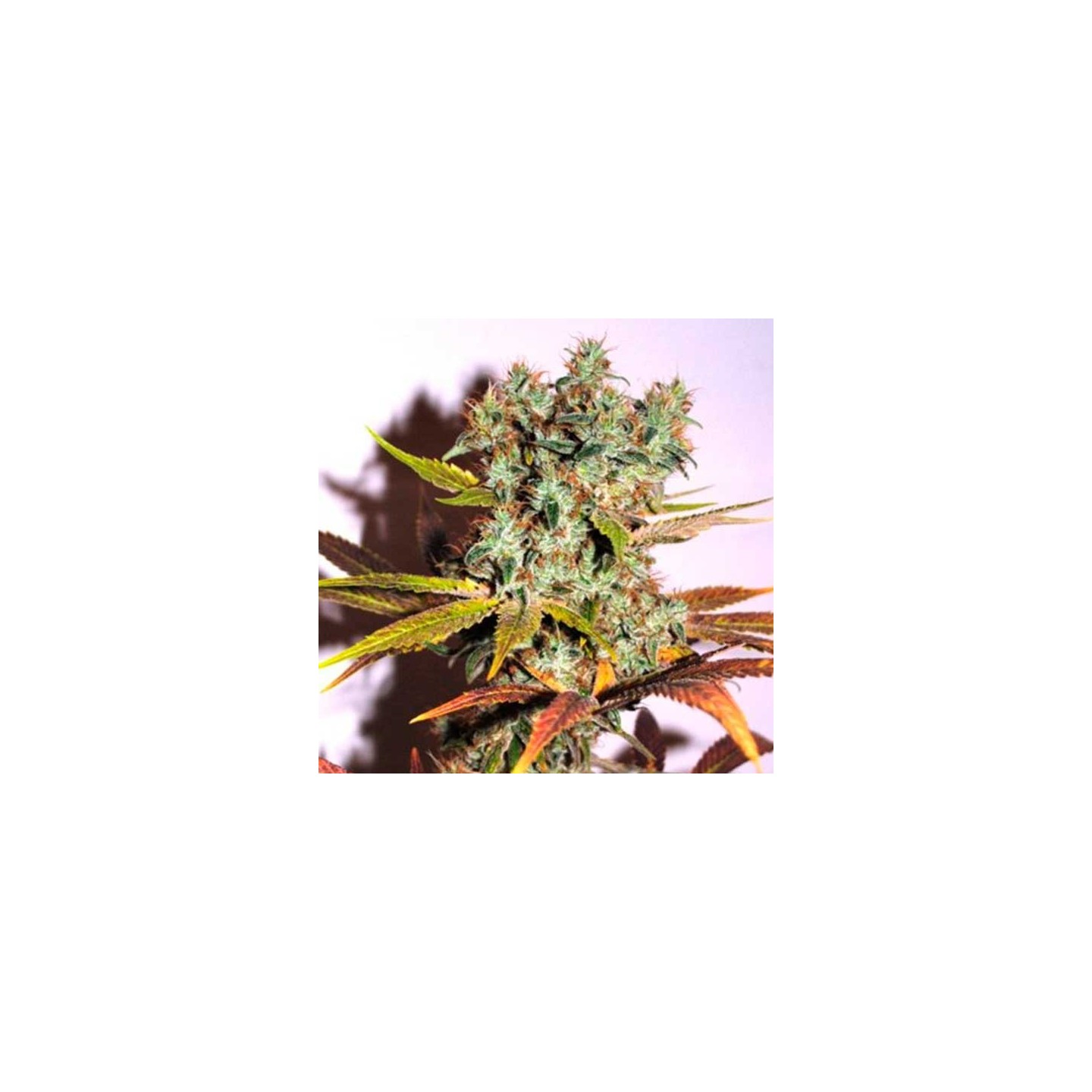 Hammershark Feminizada de Resin Seeds
