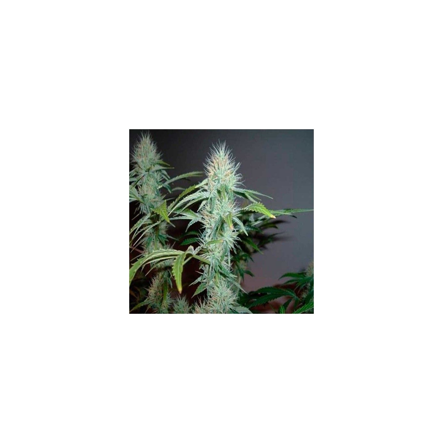 L.A. Ultra Feminizada de Resin Seeds