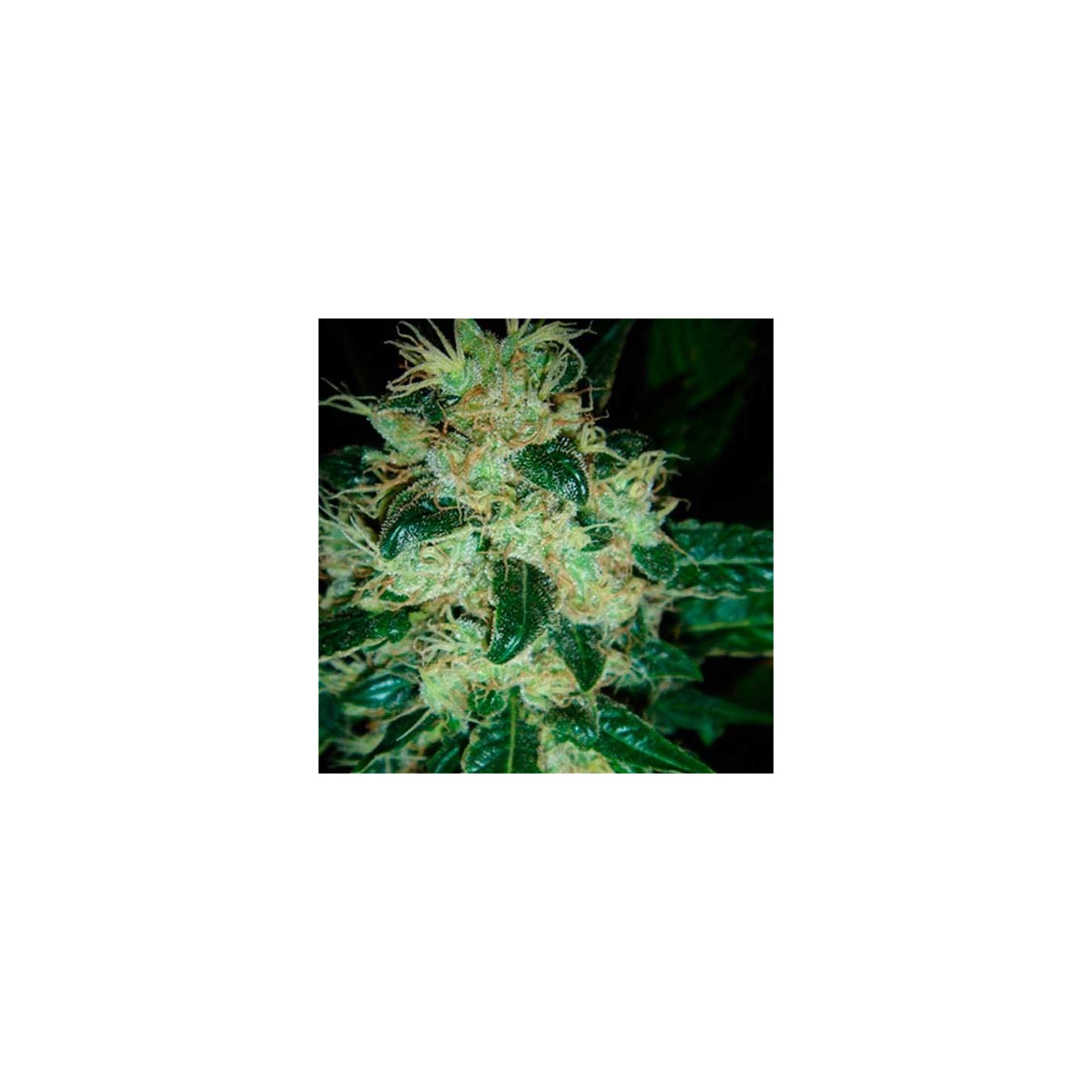 Sour P Feminizada de Resin Seeds