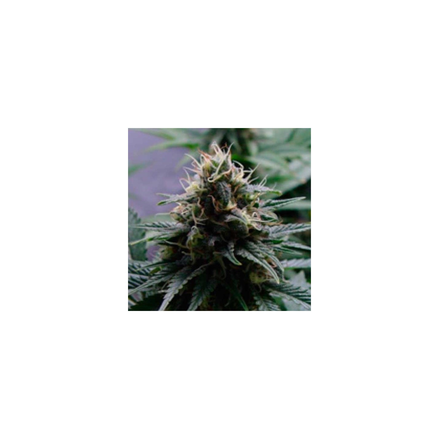 Yummy Feminizada de Resin Seeds