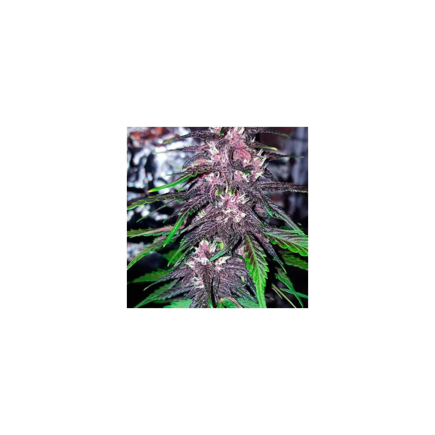 Blackberry Feminizadas de Fastbuds Seeds