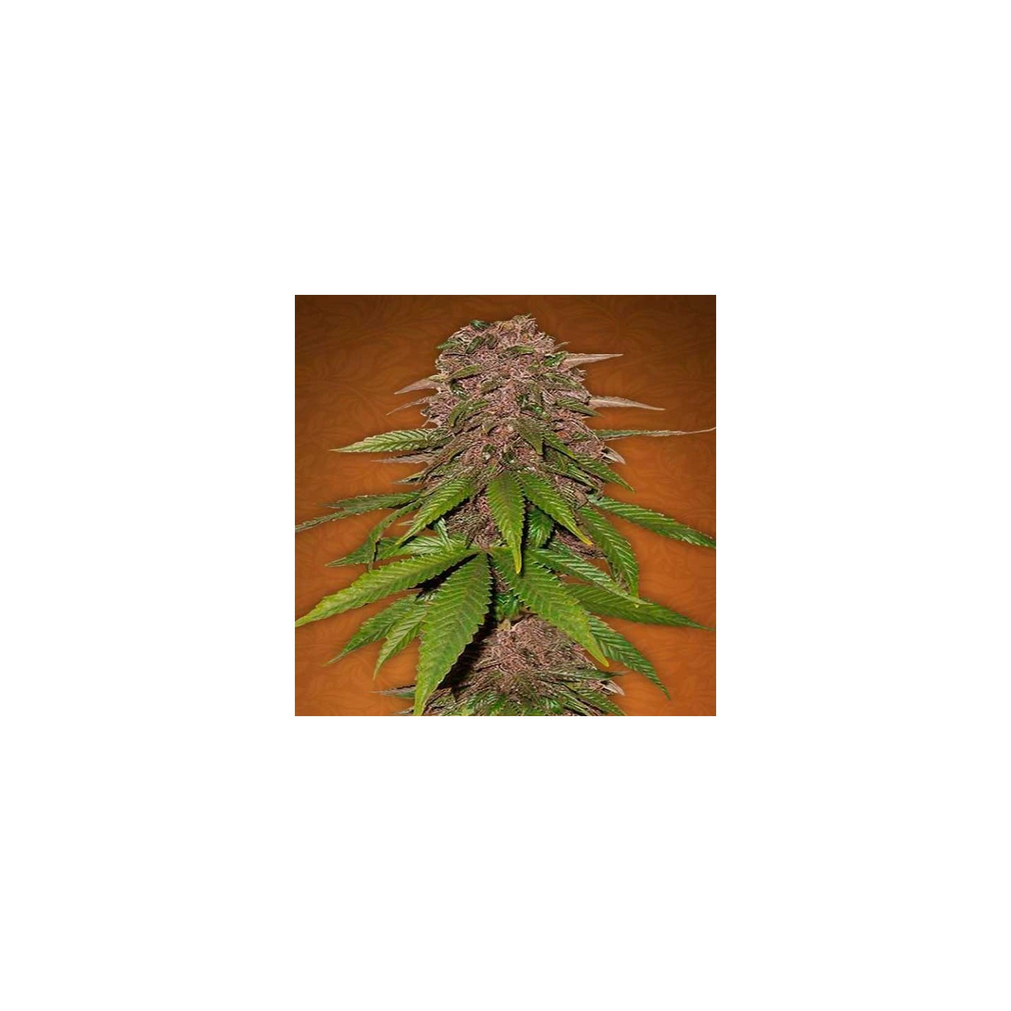 C4-Matic Autofloreciente Feminizada de Fastbuds Seeds