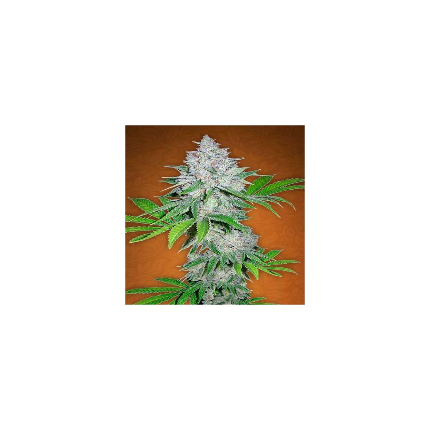 Californian Snow Autofloreciente Feminizada de Fastbuds Seeds