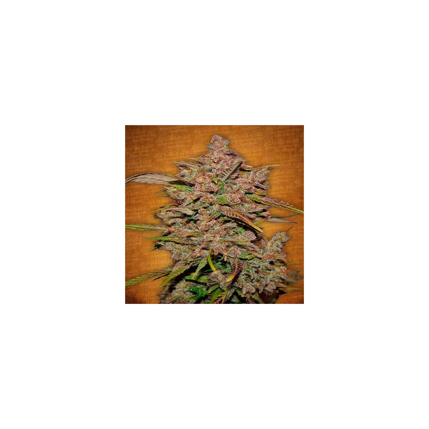 Crystal M.e.t.h. Autofloreciente Feminizada de Fastbuds Seeds