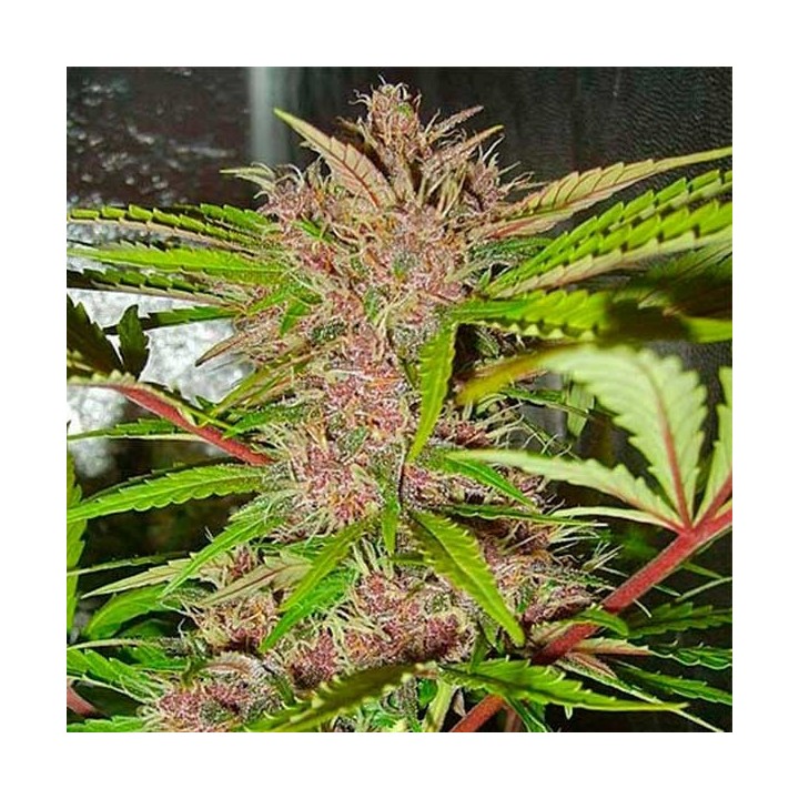 Fastberry Autofloreciente Feminizada de Fastbuds Seeds