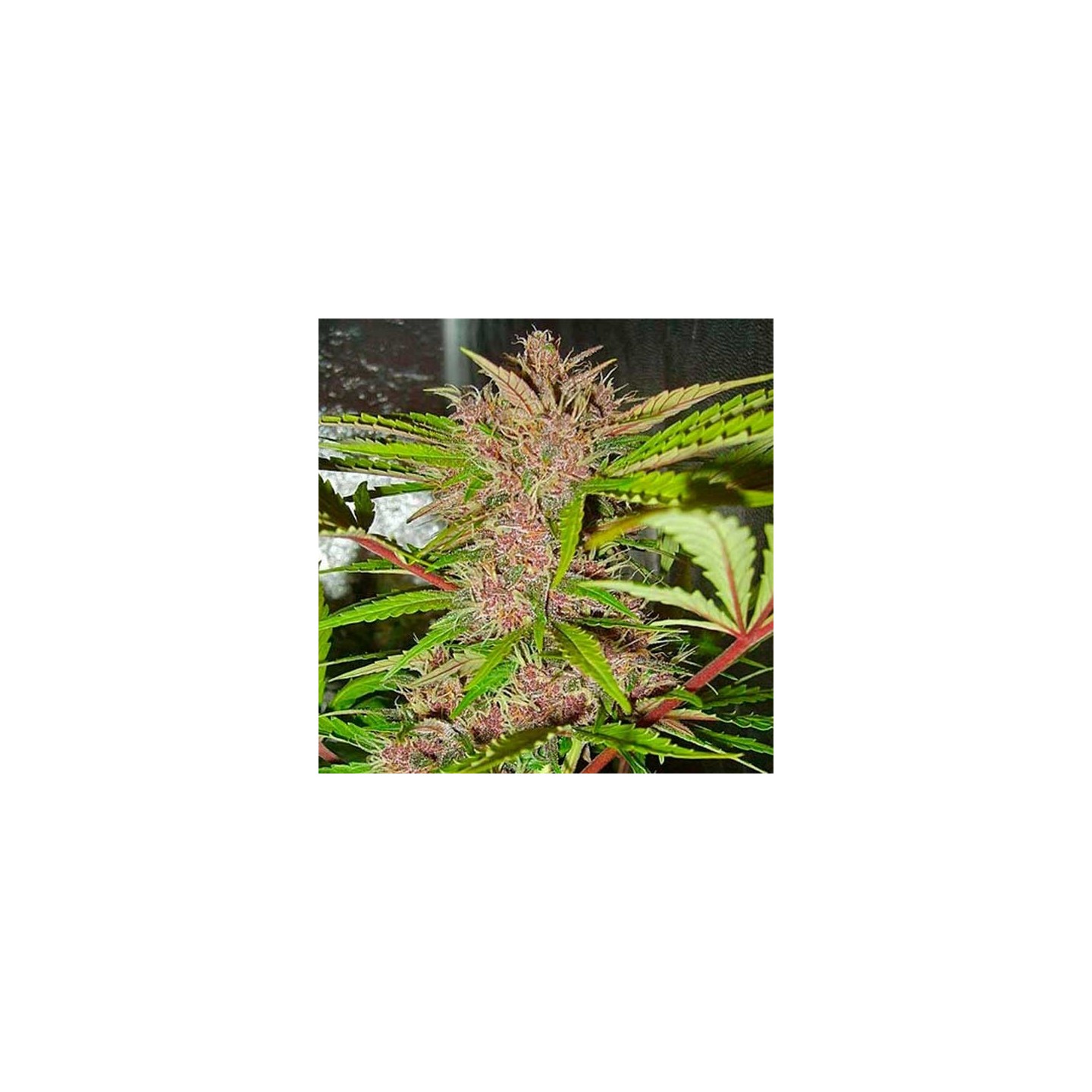 Fastberry Autofloreciente Feminizada de Fastbuds Seeds
