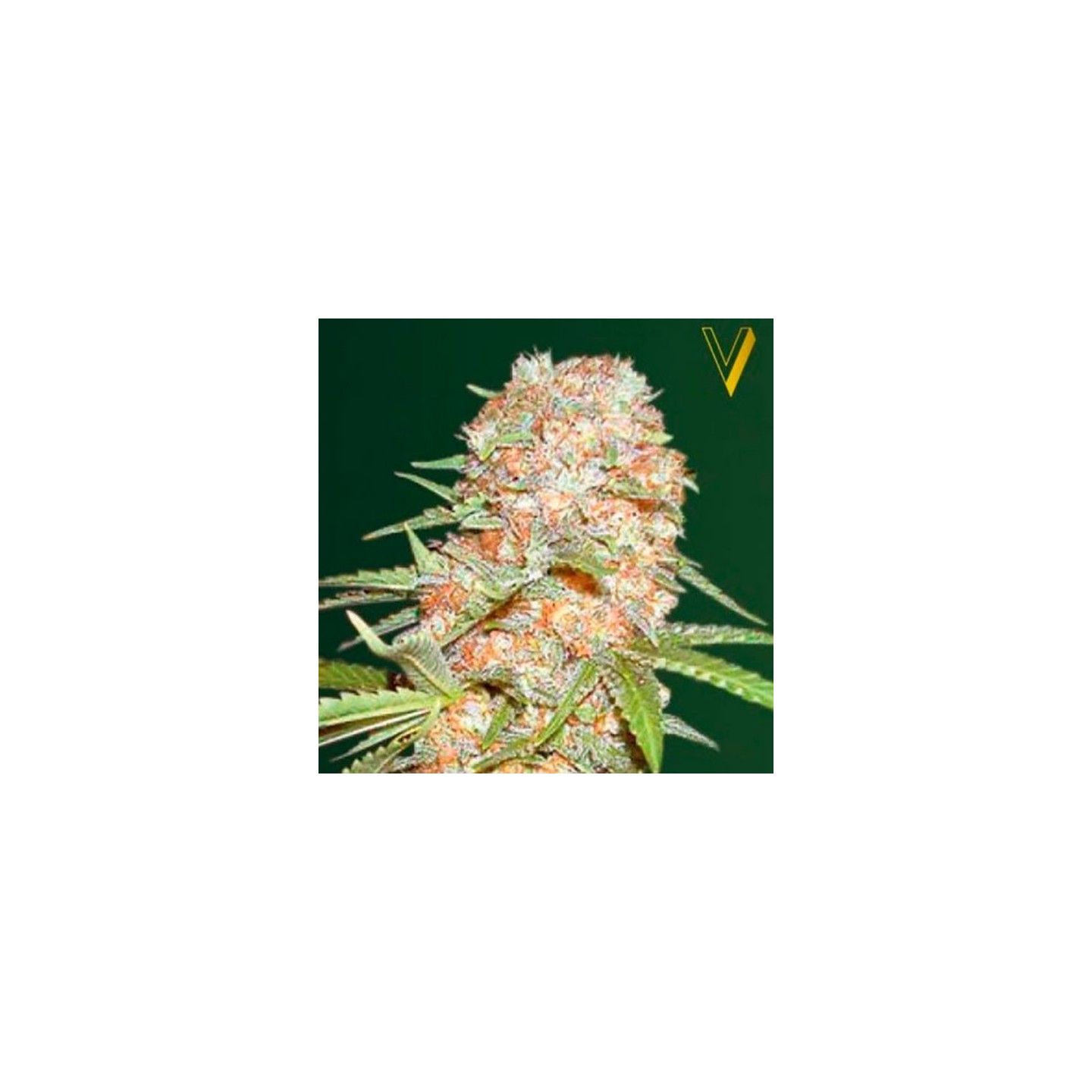 Super Extra Skunk Autofloreciente Feminizada de Victory Seeds