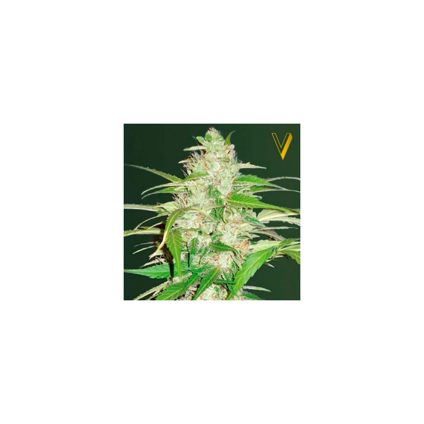 Ultra Power Plant Autofloreciente Feminizada de Victory Seeds