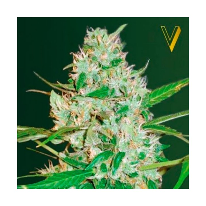 Red Russian XXL Autofloreciente Feminizada de Victory Seeds