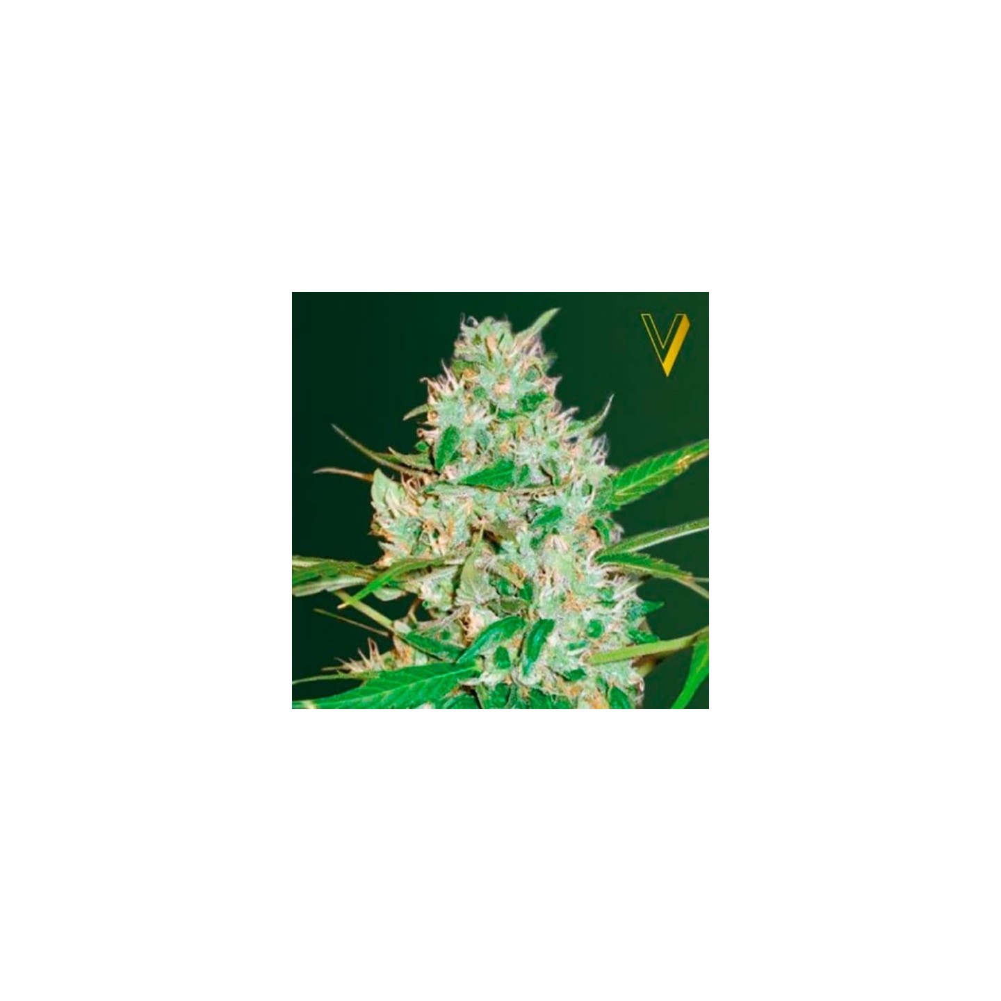 Red Russian XXL Autofloreciente Feminizada de Victory Seeds