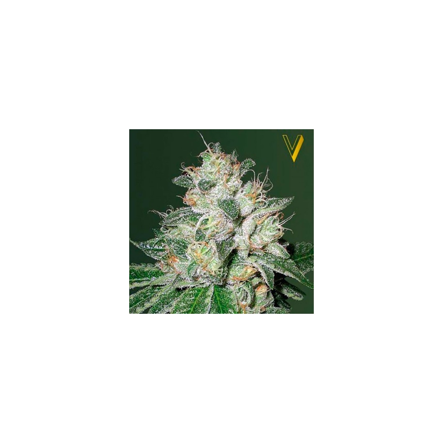 OG Kush Autofloreciente Feminizada de Victory Seeds