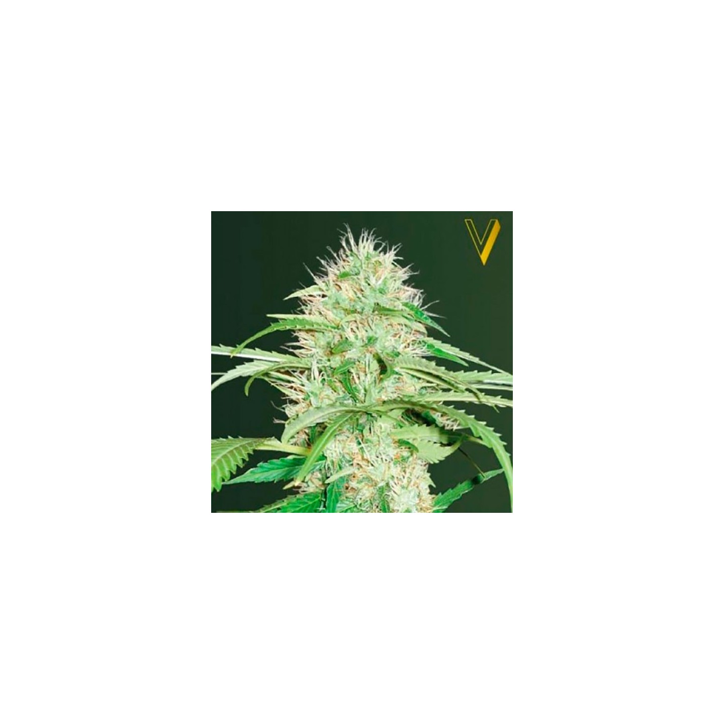 Super Mazar Autofloreciente Feminizada de Victory Seeds