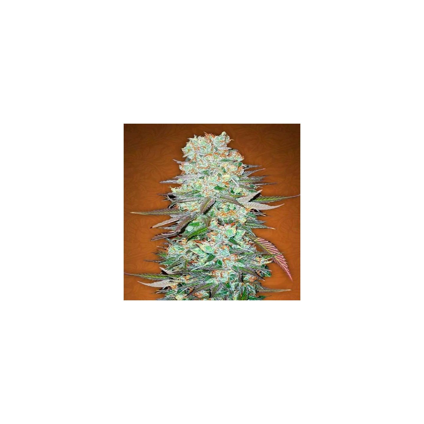 G14 Autofloreciente Feminizada de Fastbuds Seeds