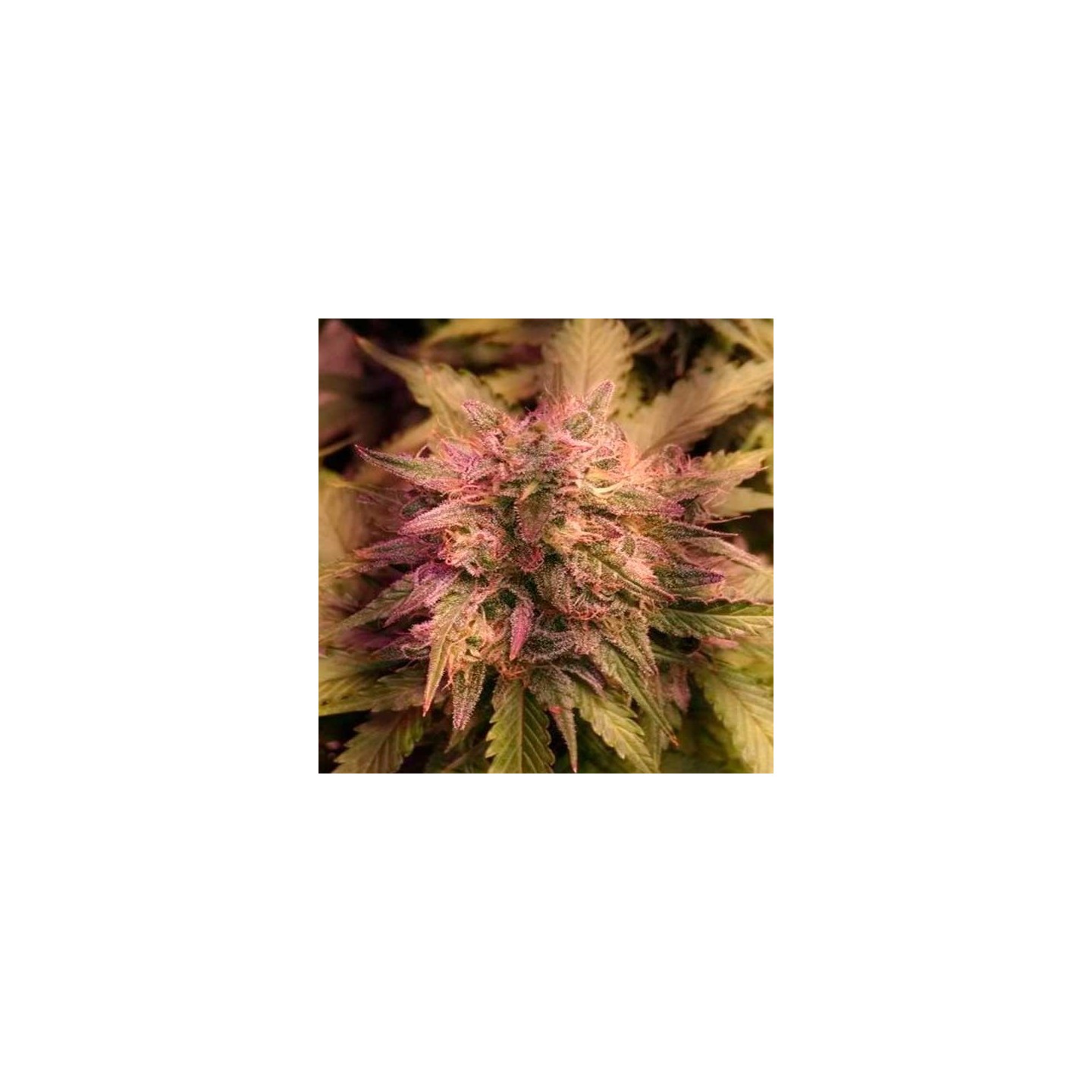 Grapefruit Matic Autofloreciente Feminizada de Fastbuds Seeds