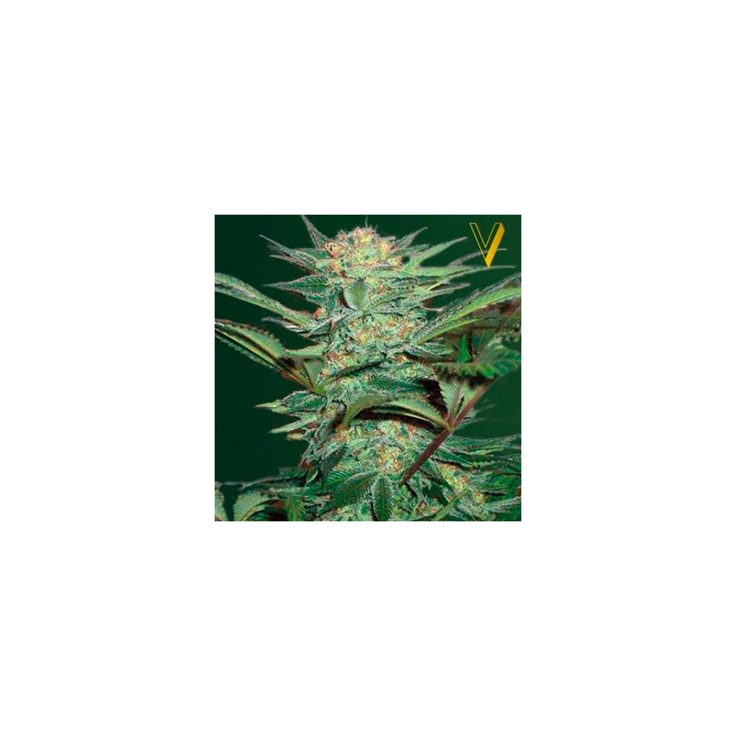 White Widow Autofloreciente Feminizada de Victory Seeds