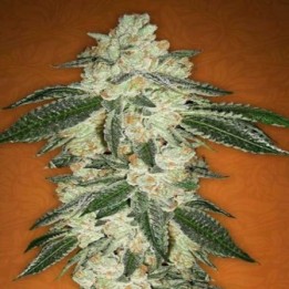 Green Crack