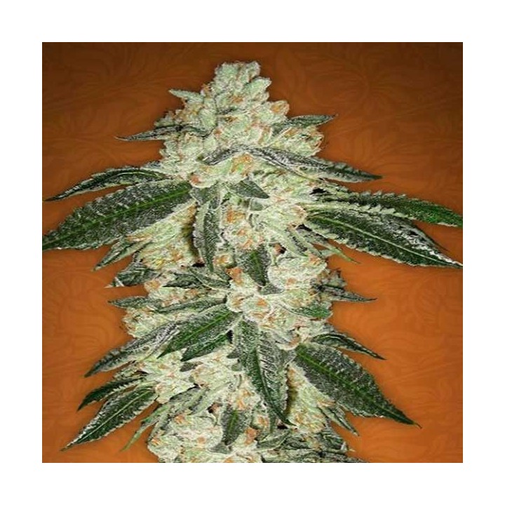 Green Crack