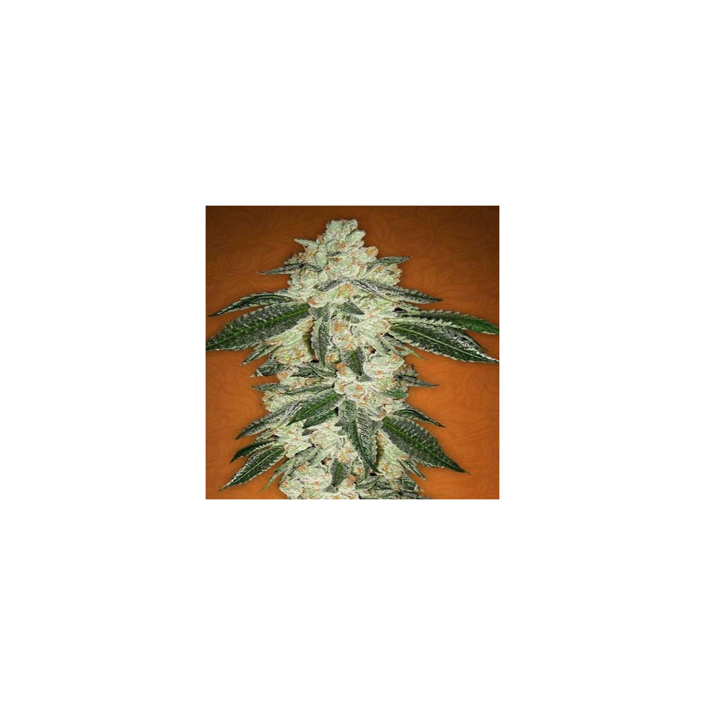 Green Crack