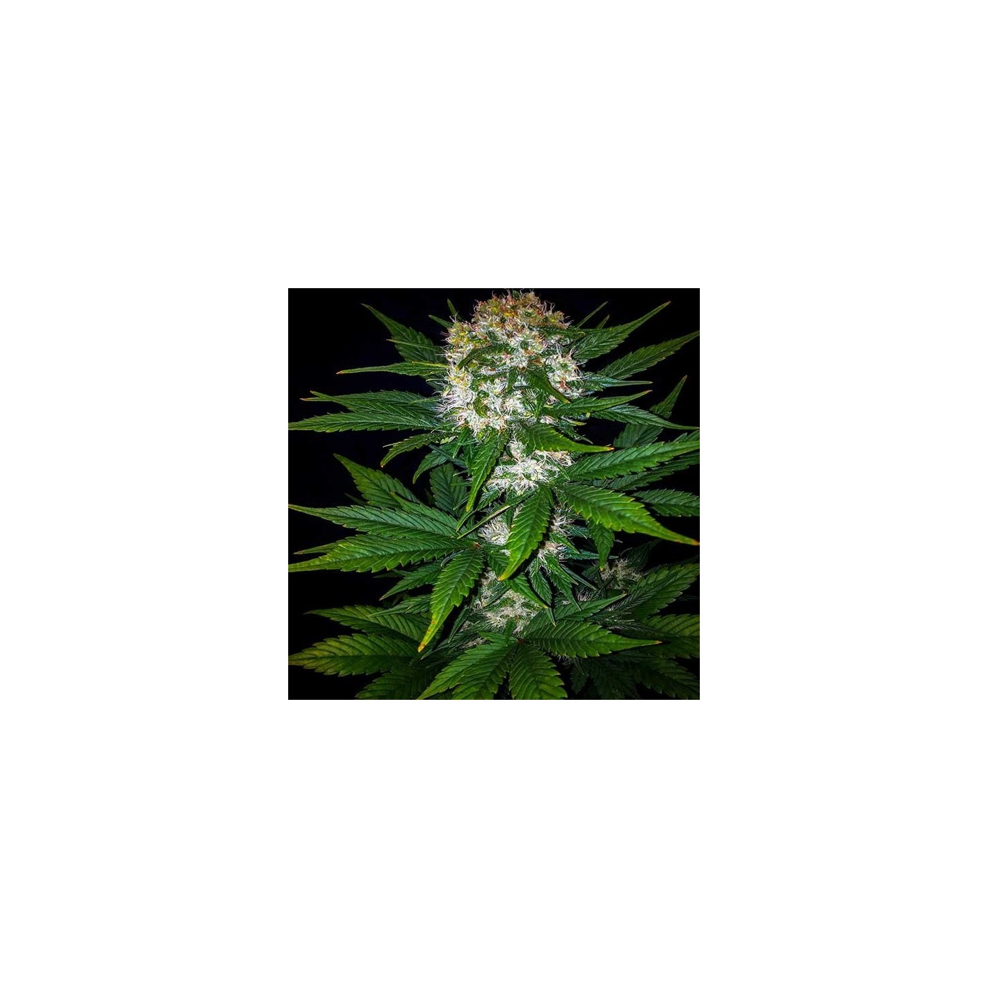 Mexican Airlines Autofloreciente Feminizada de Fastbuds Seeds