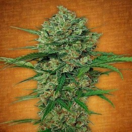 Northern Express Autofloreciente Feminizada de Fastbuds Seeds