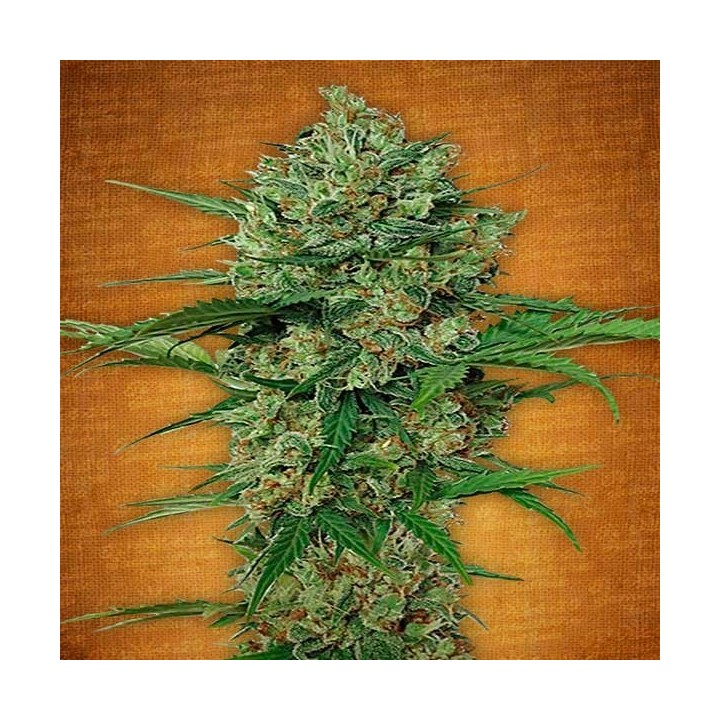 Northern Express Autofloreciente Feminizada de Fastbuds Seeds