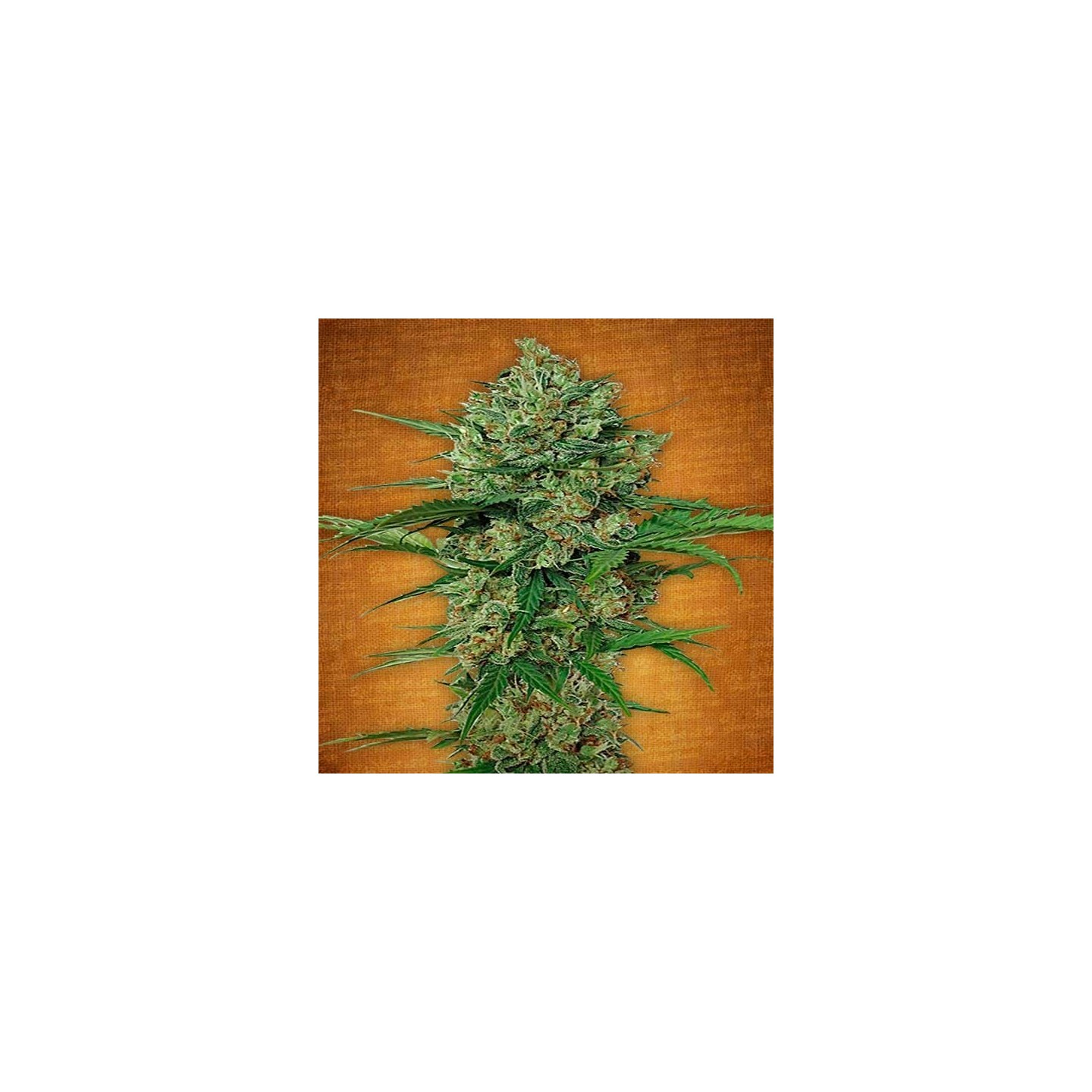 Northern Express Autofloreciente Feminizada de Fastbuds Seeds