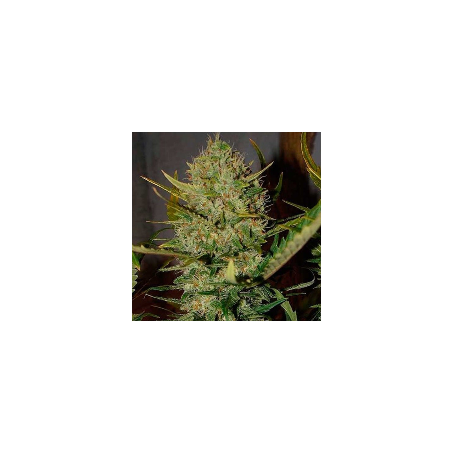 Pineapple Express Autofloreciente Feminizada de Fastbuds Seeds