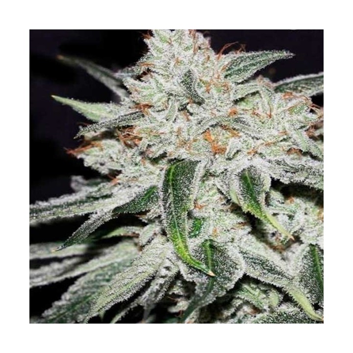 Rhino Ryder Autofloreciente Feminizada de Fastbuds Seeds