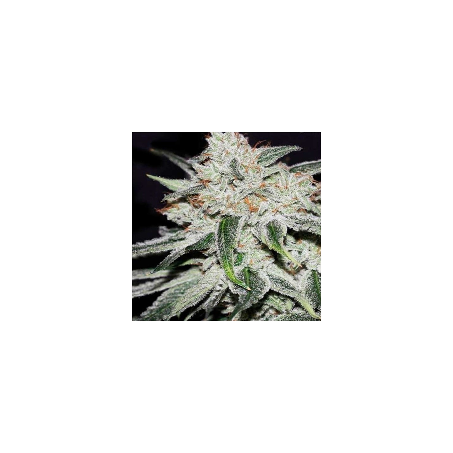 Rhino Ryder Autofloreciente Feminizada de Fastbuds Seeds