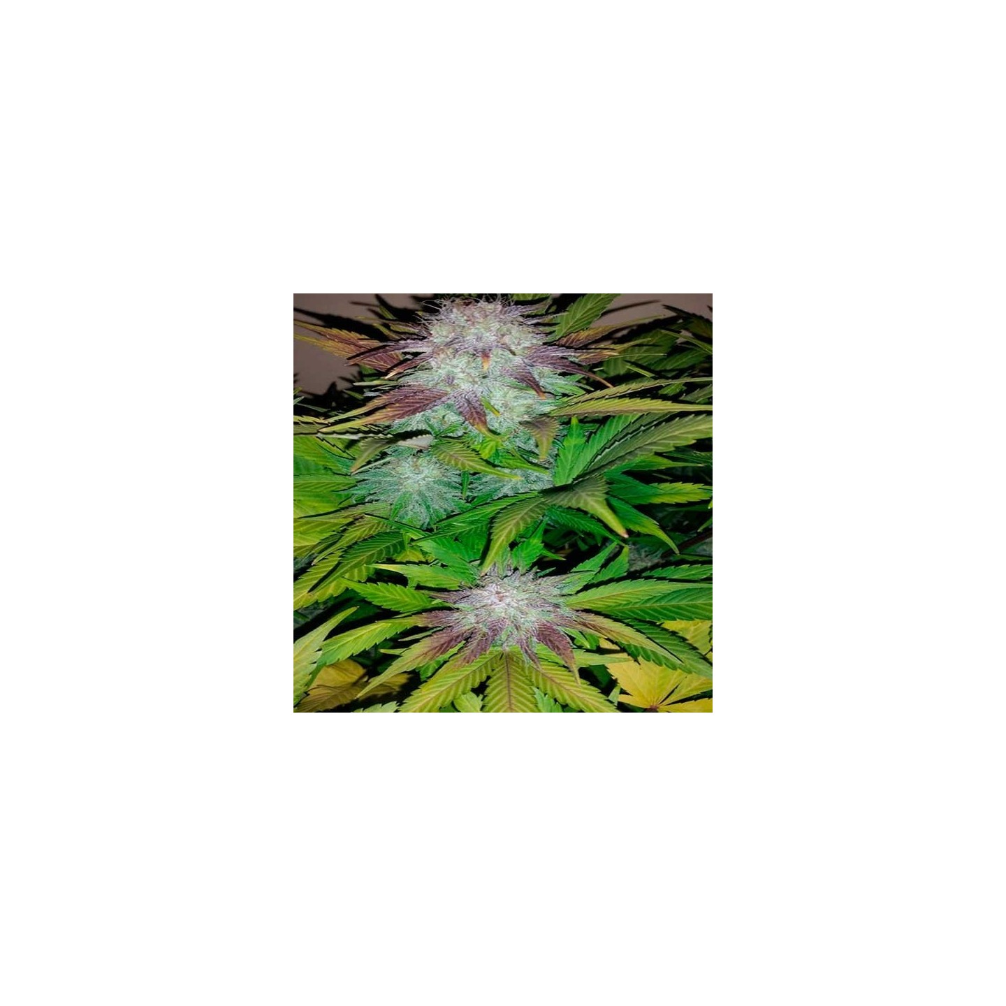 Six Shooter Autofloreciente Feminizada de Fastbuds Seeds