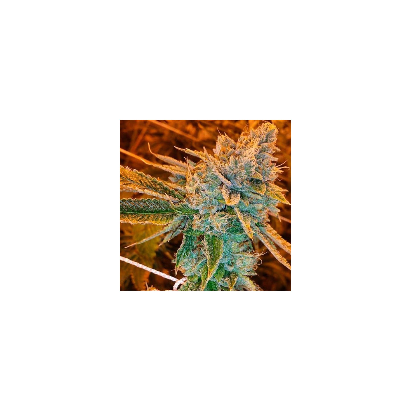 West Coast Og Autofloreciente Feminizada de Fastbuds Seeds