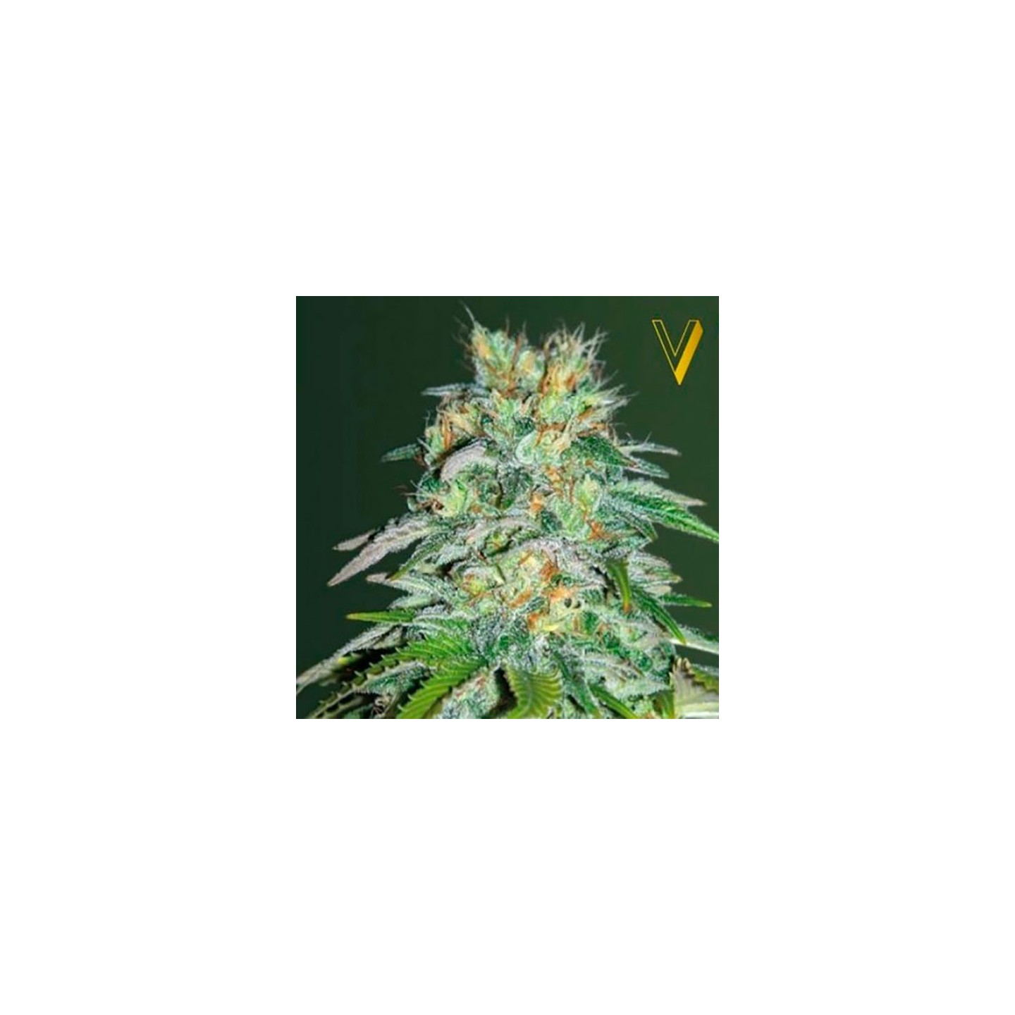Parmesan Feminizada de Victory Seeds
