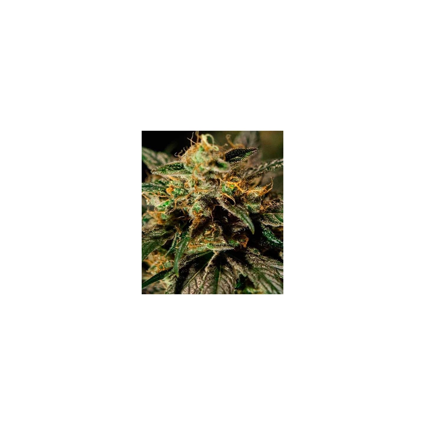O.Z. Kush Feminizada de The Bulldog Seeds