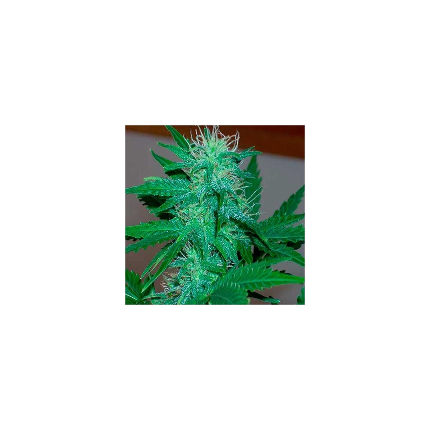 AK-47 Autofloreciente Feminizada de Grassomatic Automatica