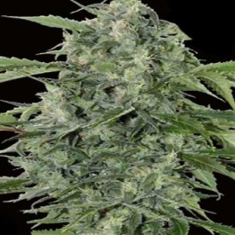 Haze Gom Autofloreciente Feminizada de Grassomatic Automatica