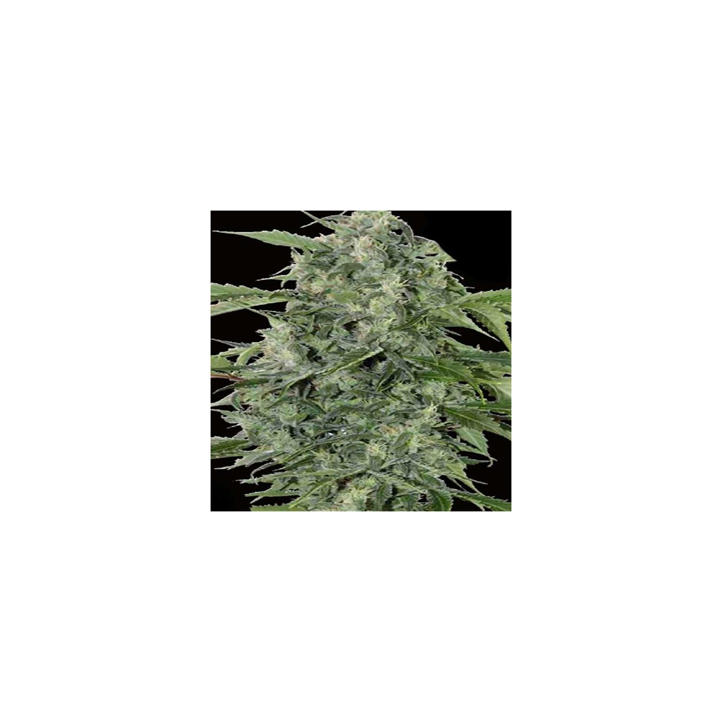 Haze Gom Autofloreciente Feminizada de Grassomatic Automatica