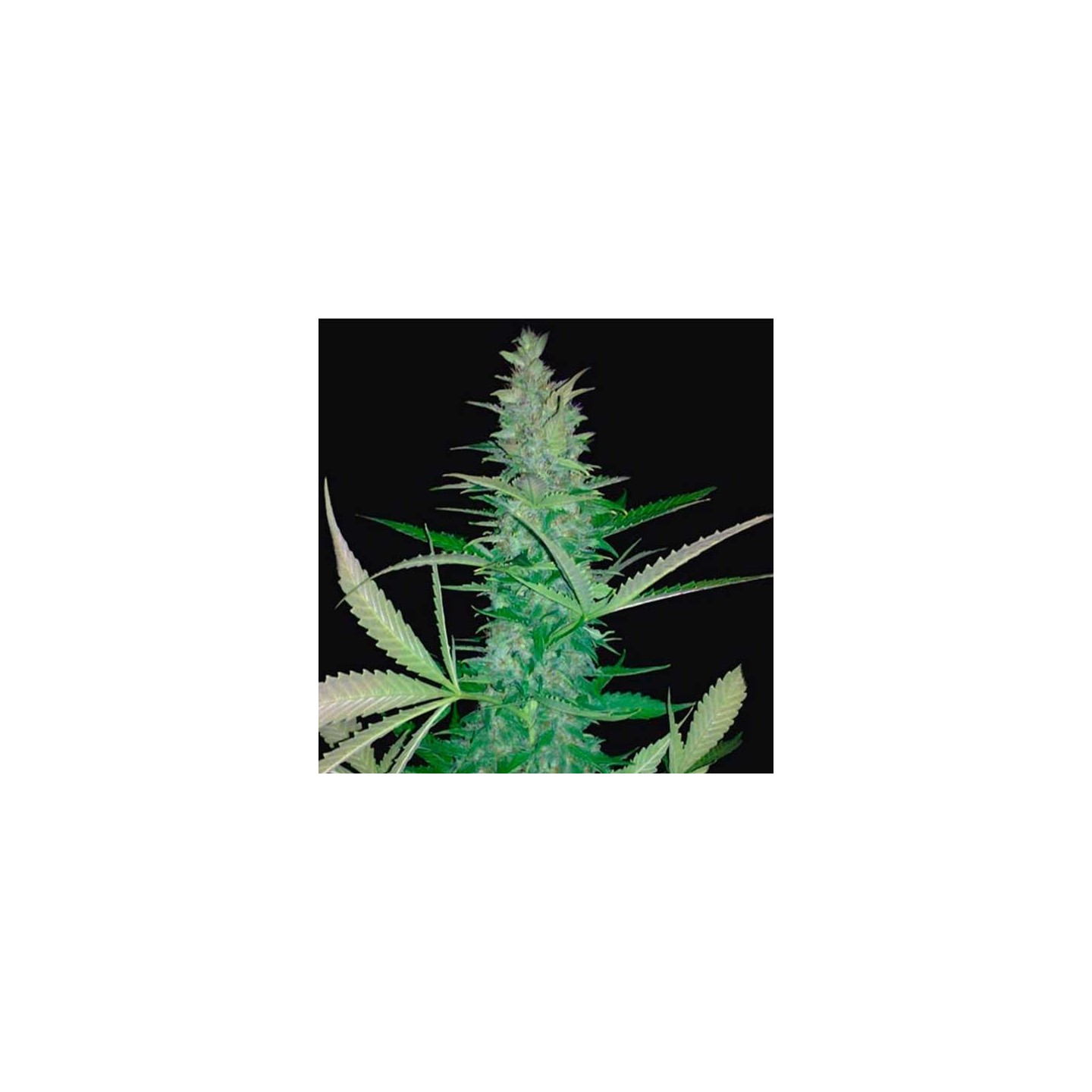 Maxi Haze Autofloreciente Feminizada de Grassomatic Automatica