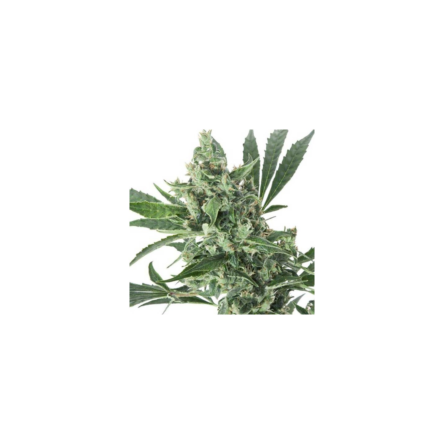 Med Gom 1.0 Autofloreciente Feminizada de Grassomatic Automatica
