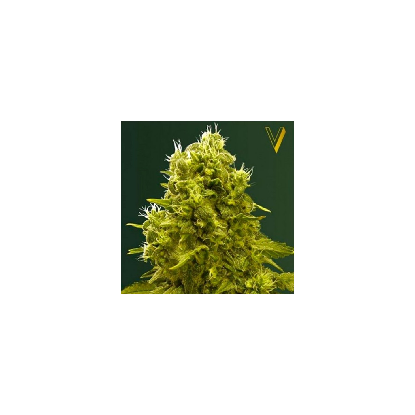 Jack Hammer Feminizada de Victory Seeds
