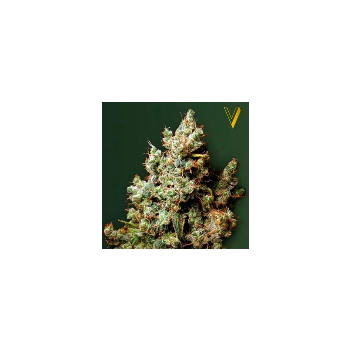 Northern Light Feminizada de Victory Seeds