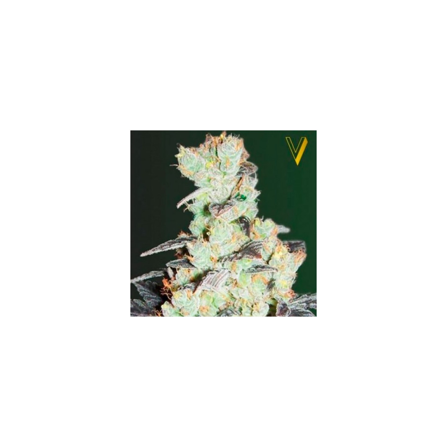 NHL Diesel Feminizada de Victory Seeds