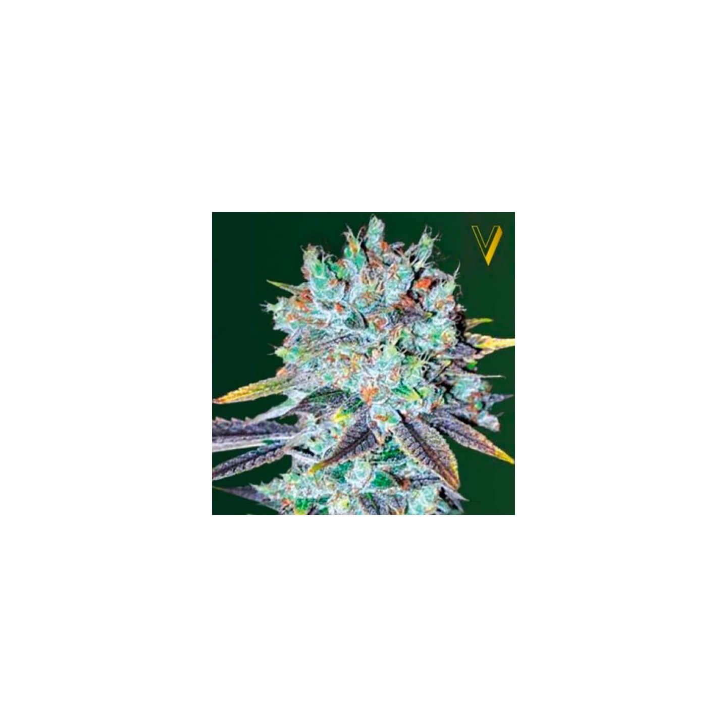 Original Berry Feminizada de Victory Seeds